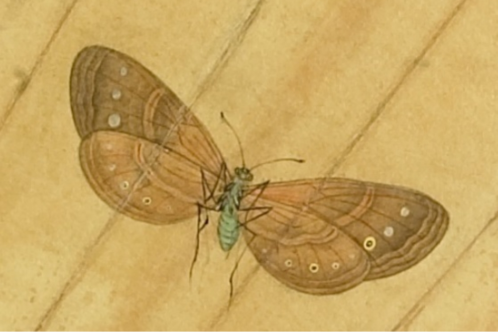 Ming Ye Fang grass insect (partial)