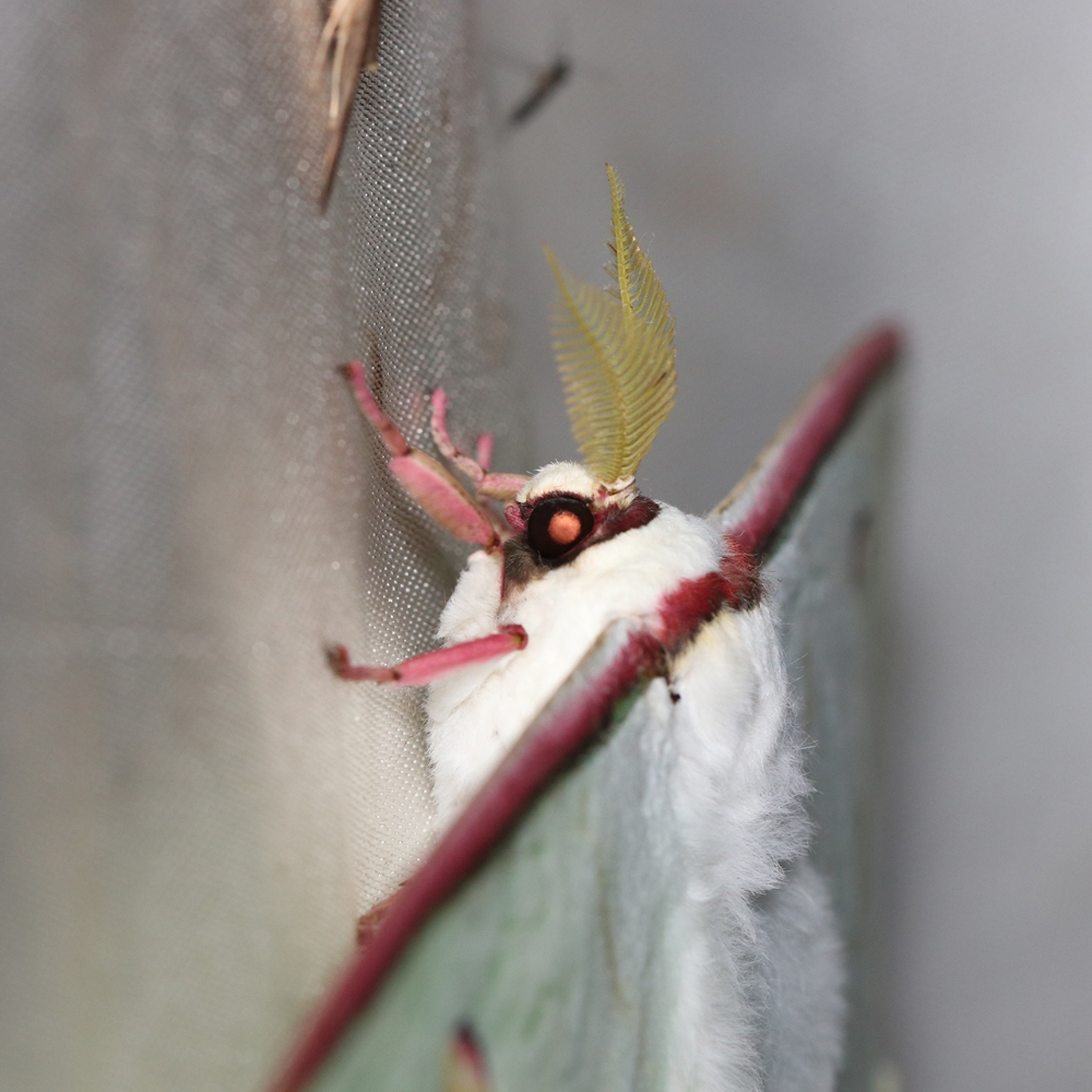 A closer look at the head of the long-tailed water green moth in the painting is presented in the front, which is quite cute. A close-up of the head of the Phyllostachys genus.