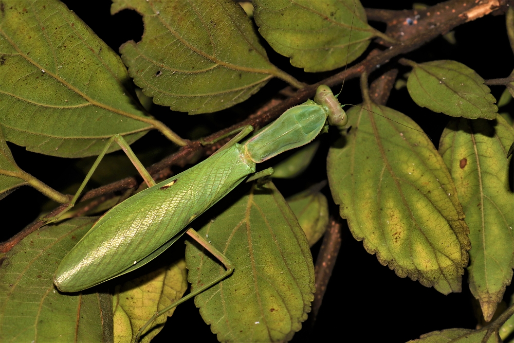 praying mantis
