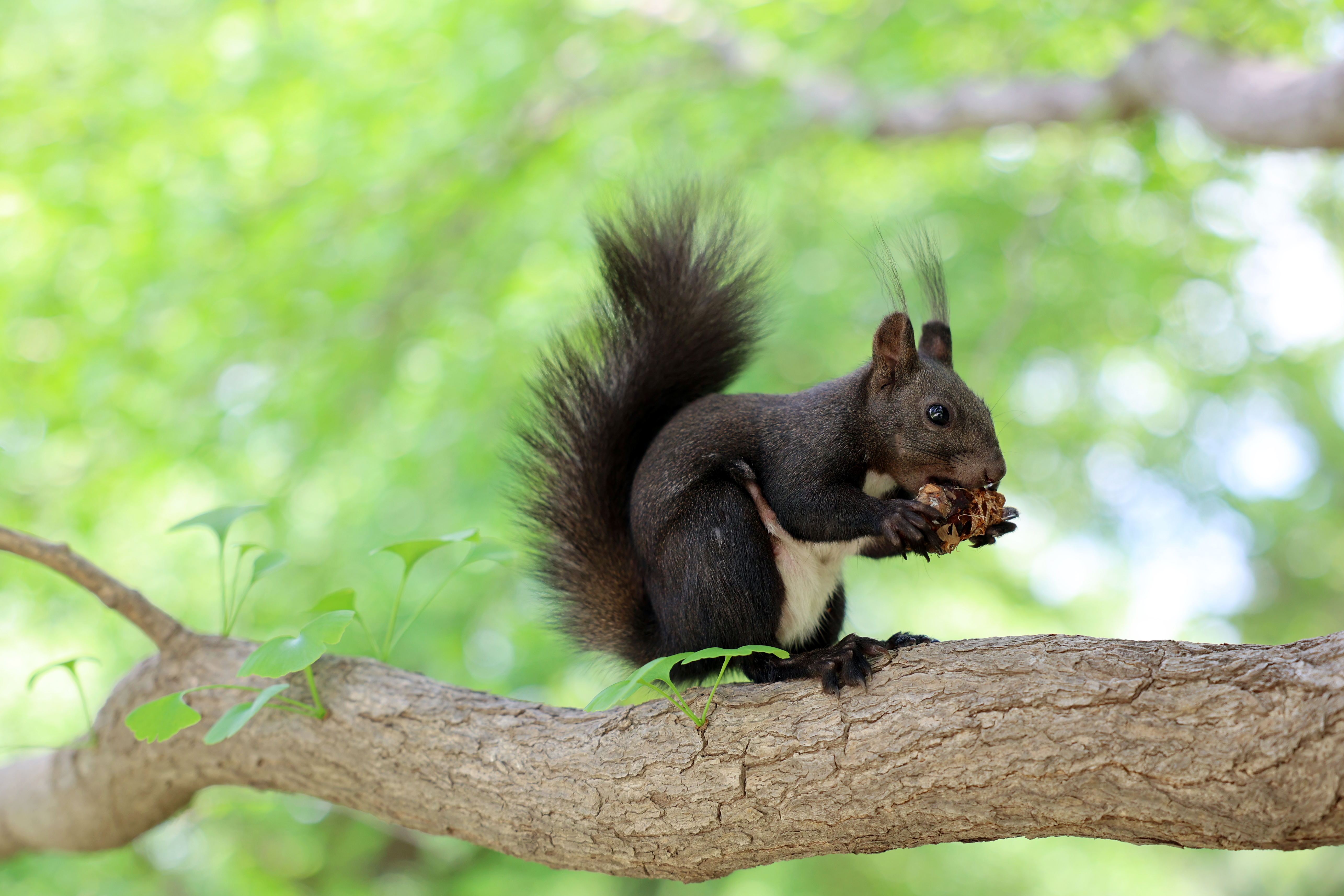 On May 1, 2022, a squirrel was eating at the National Botanical Garden in Beijing. Visual China